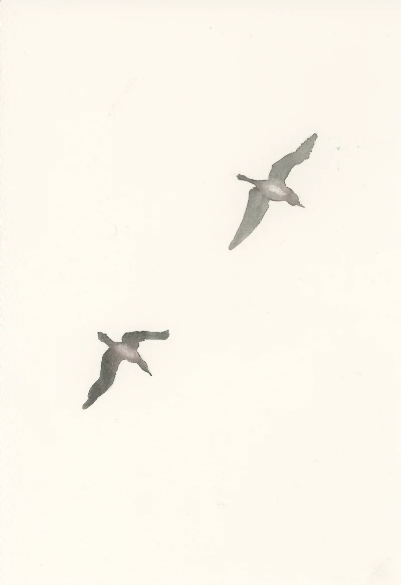 Watercolor of two gray birds in flight on a diagonal across a large area of cream paper.
