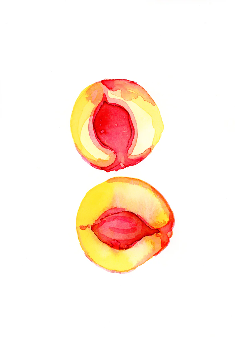 Watercolor of two halved peaches, one above the other, with red centers fading to yellow on white paper.