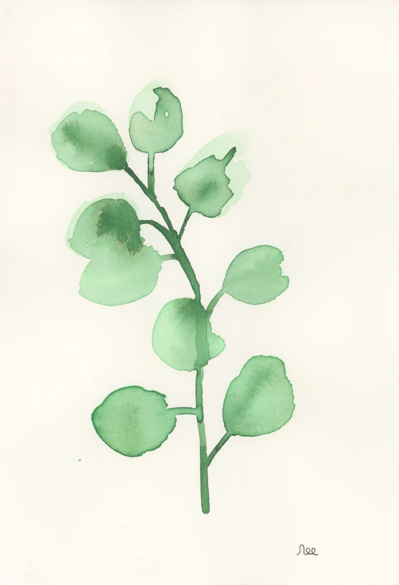 Watercolor of a eucalyptus sprig with round green leaves on cream paper, signed nec at lower right.