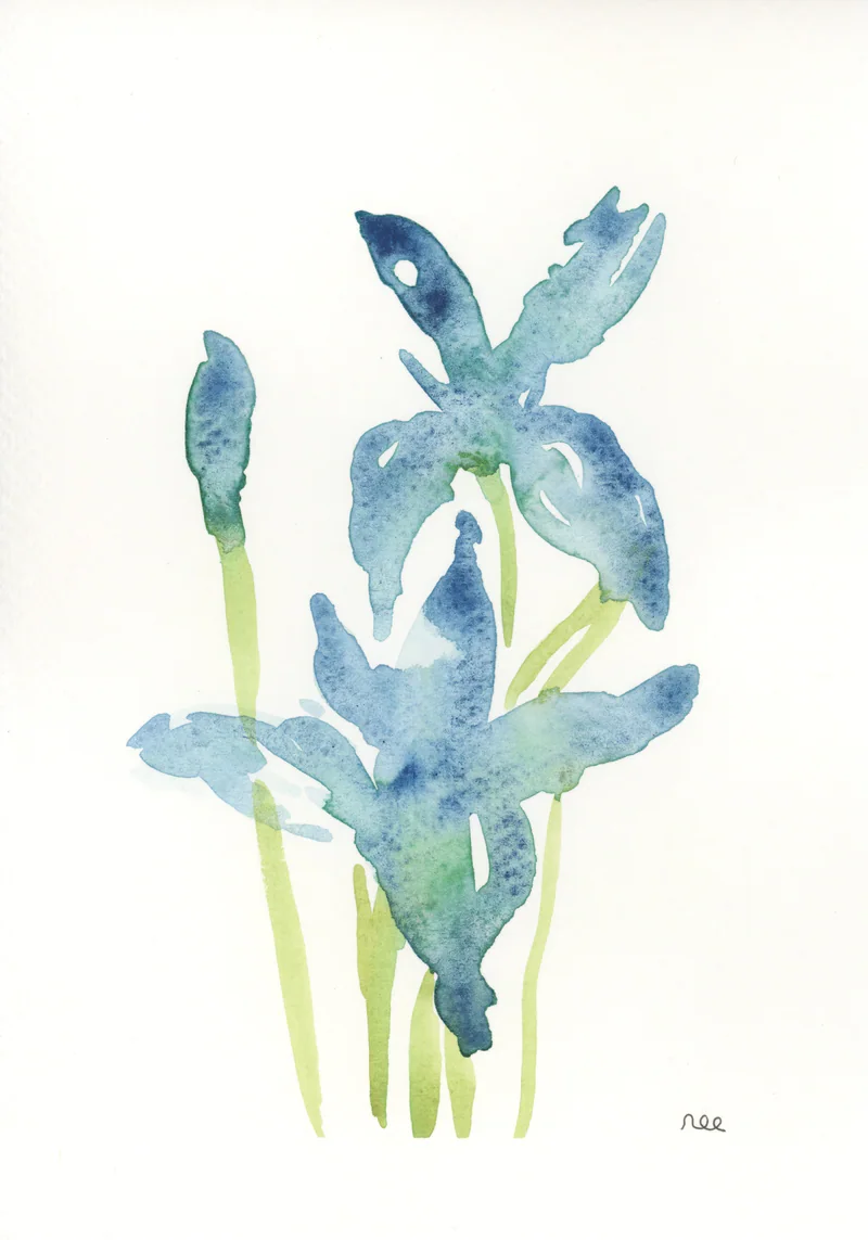 Watercolor of blue flowers with long yellowish green stems on white paper, signed nec at lower right.