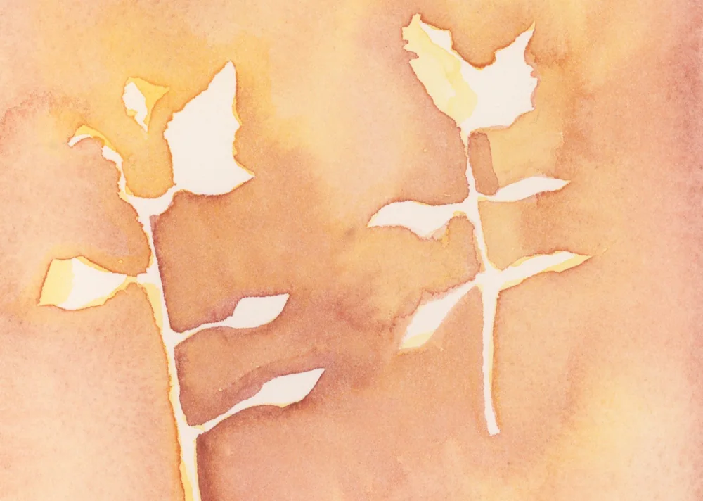 Close view of two sprigs left as white paper inside a warm apricot and orange wash.
