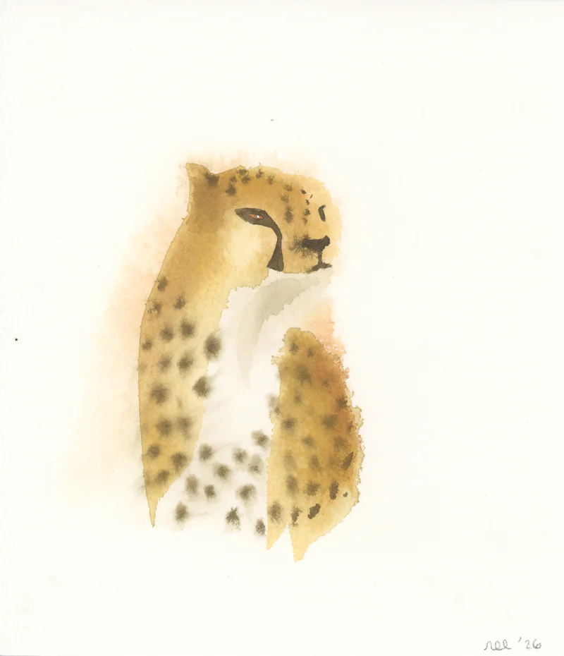 Watercolor of a spotted wild cat in ochre with dark spots and a soft rust halo on cream paper, signed nec 26 at lower right.