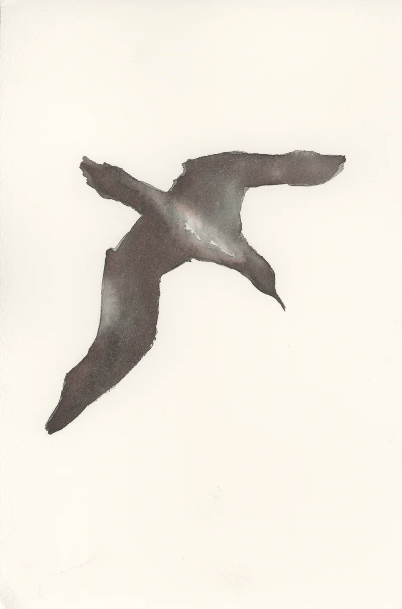 Watercolor of a single dark brown black bird in flight with outstretched wings on cream paper.