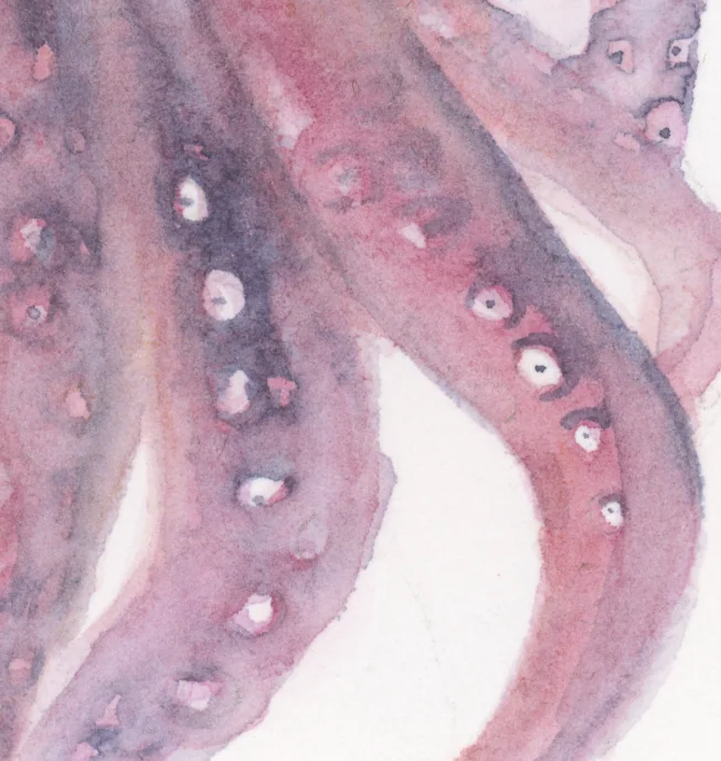 Close view of rose and violet tentacles with suckers left as white paper.