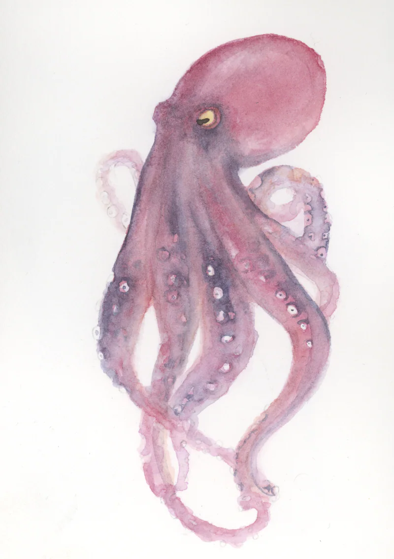 Watercolor of a rose and violet octopus with curling tentacles and white suckers on white paper.