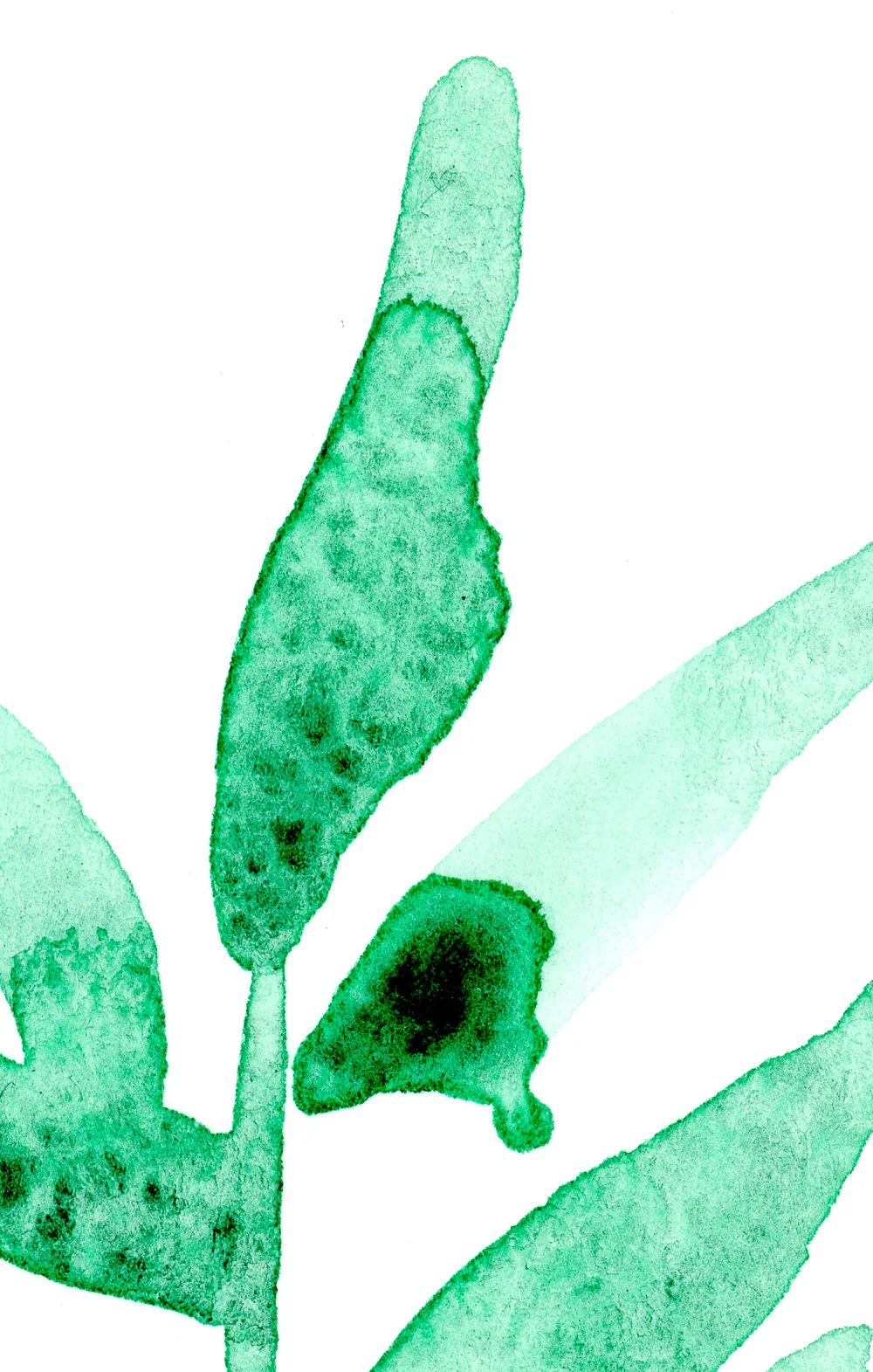 Close view of green leaves with granulated texture and a dark pool of pigment.