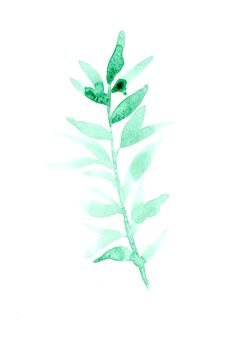 Watercolor of a slender green branch with narrow leaves in pale and deep transparent greens on white paper.